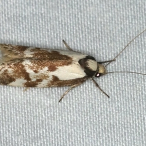 Palimmeces variegata at Ulladulla - Warden Head Bushcare - 27 Jan 2020