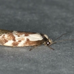 Palimmeces variegata at Ulladulla - Warden Head Bushcare - 27 Jan 2020