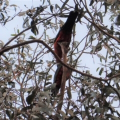 Alisterus scapularis (Australian King-Parrot) at Hughes Grassy Woodland - 29 Jan 2020 by JackyF