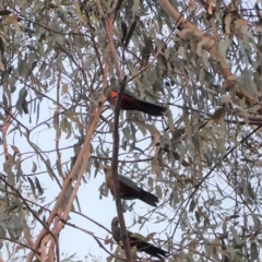 Alisterus scapularis at Hughes, ACT - 29 Jan 2020