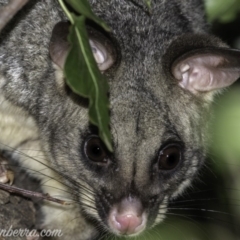 Trichosurus vulpecula (Common Brushtail Possum) at Hughes, ACT - 13 Dec 2019 by JonSteinbeck