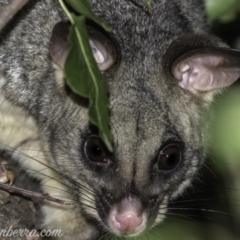 Trichosurus vulpecula (Common Brushtail Possum) at Hughes, ACT - 13 Dec 2019 by BIrdsinCanberra