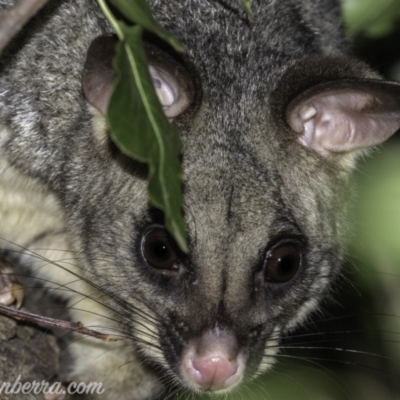 Trichosurus vulpecula (Common Brushtail Possum) at Hughes, ACT - 13 Dec 2019 by JonSteinbeck