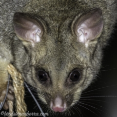 Trichosurus vulpecula at Hughes, ACT - 13 Dec 2019