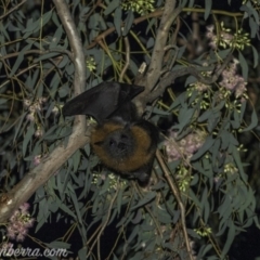 Pteropus poliocephalus (Grey-headed Flying-fox) at Hughes, ACT - 2 Dec 2019 by BIrdsinCanberra