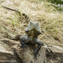 Intellagama lesueurii howittii (Gippsland Water Dragon) at Sullivans Creek, Acton - 13 Dec 2019 by BIrdsinCanberra