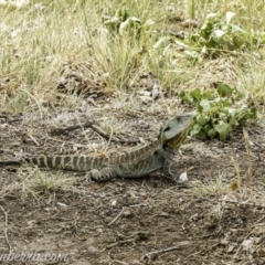 Intellagama lesueurii howittii at Acton, ACT - 13 Dec 2019 05:20 PM