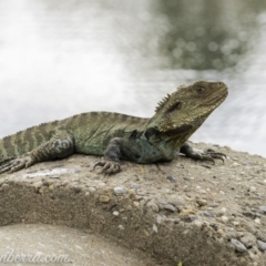 Intellagama lesueurii howittii at Acton, ACT - 13 Dec 2019 05:20 PM