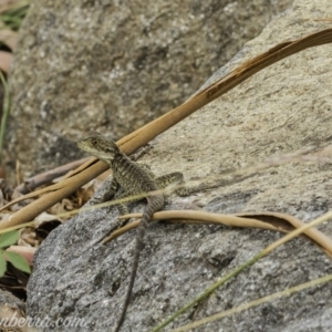 Intellagama lesueurii howittii at Acton, ACT - 13 Dec 2019