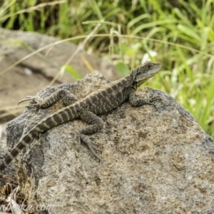 Intellagama lesueurii howittii at Acton, ACT - 13 Dec 2019 05:20 PM