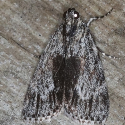 Spectrotrota fimbrialis (A Pyralid moth) at Coomee Nulunga Cultural Walking Track - 27 Jan 2020 by jb2602