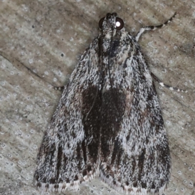 Spectrotrota fimbrialis (A Pyralid moth) at Ulladulla, NSW - 27 Jan 2020 by jbromilow50