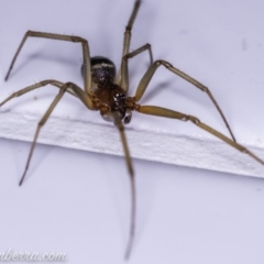 Steatoda grossa (Cupboard or Brown house spider) at Hughes, ACT - 11 Dec 2019 by BIrdsinCanberra