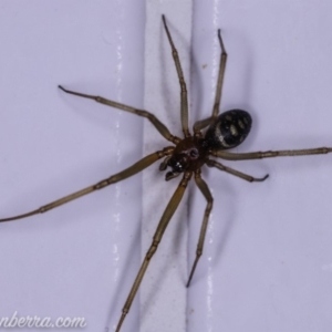 Steatoda grossa at Hughes, ACT - 11 Dec 2019 10:13 PM