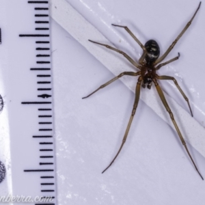 Steatoda grossa at Hughes, ACT - 11 Dec 2019 10:13 PM