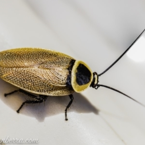 Ellipsidion australe at Hughes, ACT - 12 Dec 2019