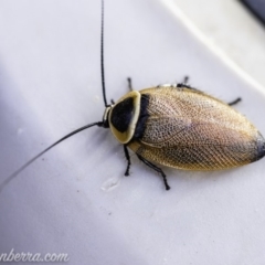 Ellipsidion australe at Hughes, ACT - 12 Dec 2019