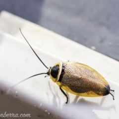 Ellipsidion australe at Hughes, ACT - 12 Dec 2019 07:59 AM