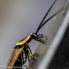 Ellipsidion australe at Hughes, ACT - 12 Dec 2019