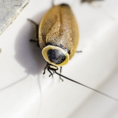 Ellipsidion australe at Hughes, ACT - 12 Dec 2019