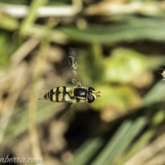 Simosyrphus grandicornis (Common hover fly) at Acton, ACT - 13 Dec 2019 by BIrdsinCanberra