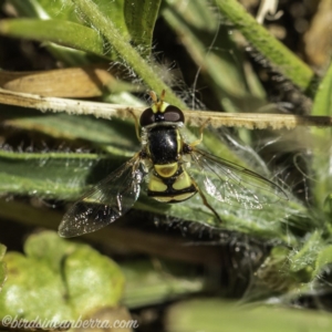 Simosyrphus grandicornis at Acton, ACT - 14 Dec 2019