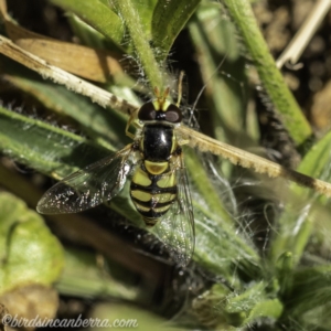 Simosyrphus grandicornis at Acton, ACT - 14 Dec 2019