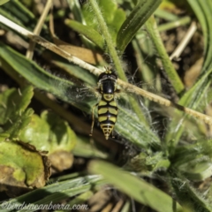 Simosyrphus grandicornis at Acton, ACT - 14 Dec 2019