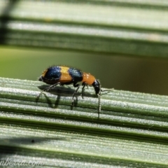 Dicranolaius bellulus (Red and Blue Pollen Beetle) at Australian National University - 14 Dec 2019 by BIrdsinCanberra