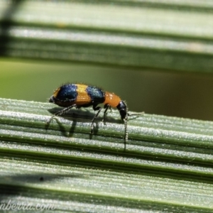 Dicranolaius bellulus at Acton, ACT - 14 Dec 2019 11:03 AM