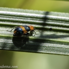 Dicranolaius bellulus at Acton, ACT - 14 Dec 2019 11:03 AM