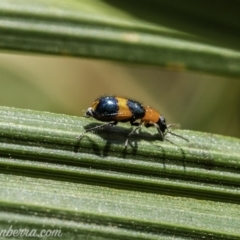 Dicranolaius bellulus at Acton, ACT - 14 Dec 2019 11:03 AM