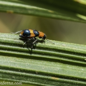 Dicranolaius bellulus at Acton, ACT - 14 Dec 2019 11:03 AM