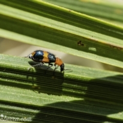 Dicranolaius bellulus at Acton, ACT - 14 Dec 2019