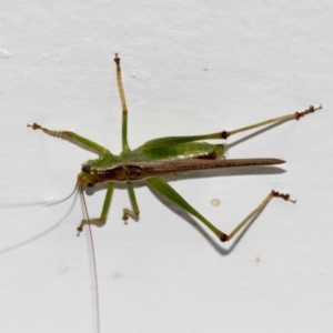 Conocephalus upoluensis at Higgins, ACT - 22 Jan 2020