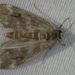 Hygraula nitens (Pond Moth) at Ulladulla, NSW - 27 Jan 2020 by jbromilow50
