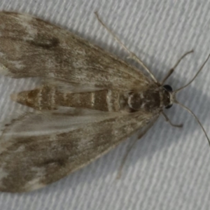 Hygraula nitens at Ulladulla - Warden Head Bushcare - 27 Jan 2020