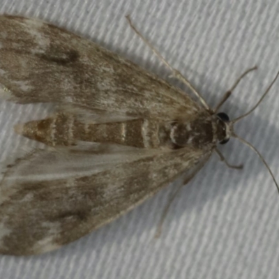 Hygraula nitens (Pond Moth) at Ulladulla - Warden Head Bushcare - 27 Jan 2020 by jb2602