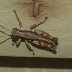 Phaulacridium vittatum (Wingless Grasshopper) at Higgins, ACT - 26 Dec 2019 by AlisonMilton