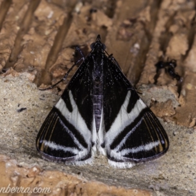 Phrataria bijugata (Bold Phrataria) at Hughes, ACT - 18 Dec 2019 by BIrdsinCanberra