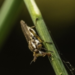 Dichetophora sp. (genus) (Marsh fly) at Sullivans Creek, Acton - 8 Dec 2019 by BIrdsinCanberra