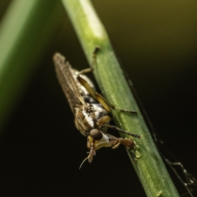 Dichetophora sp. (genus) (Marsh fly) at Acton, ACT - 9 Dec 2019 by JonSteinbeck