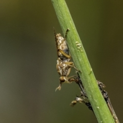 Dichetophora sp. (genus) at Acton, ACT - 9 Dec 2019 10:41 AM