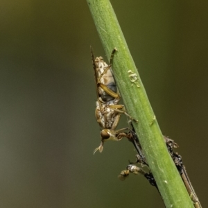 Dichetophora sp. (genus) at Acton, ACT - 9 Dec 2019 10:41 AM