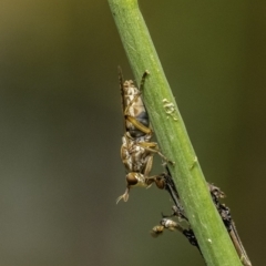 Dichetophora sp. (genus) at Acton, ACT - 9 Dec 2019 10:41 AM