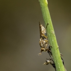 Dichetophora sp. (genus) at Acton, ACT - 9 Dec 2019 10:41 AM