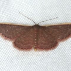 Idaea inversata (Purple Wave) at Coomee Nulunga Cultural Walking Track - 27 Jan 2020 by jbromilow50