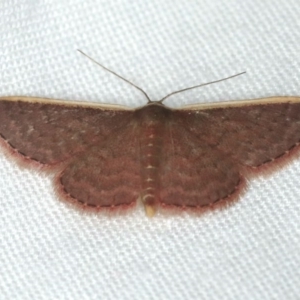 Idaea inversata at Ulladulla, NSW - 27 Jan 2020