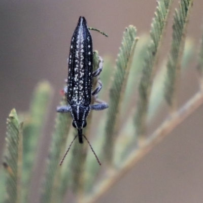 Rhinotia sp. (genus) (Unidentified Rhinotia weevil) at Dunlop, ACT - 9 Jan 2020 by AlisonMilton