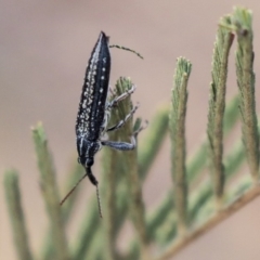 Rhinotia sp. (genus) at Dunlop, ACT - 9 Jan 2020